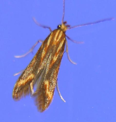 Metzneria aprilella